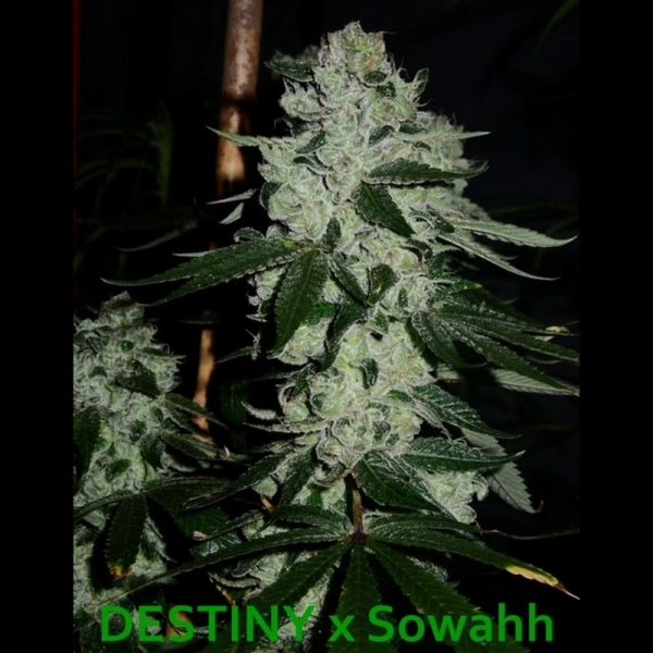 An image of Destiny x Sowahh