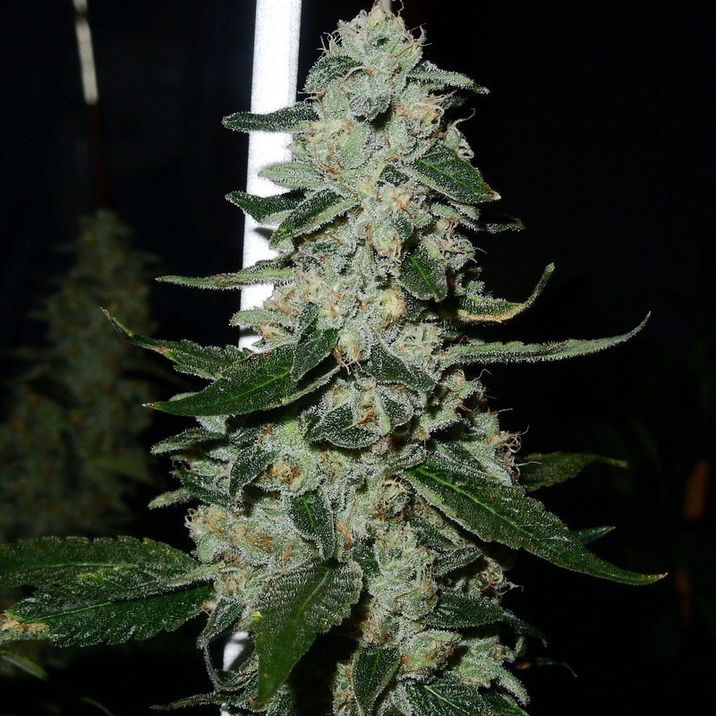 An image of Firestorm x Bio Diesel x A5hbx x Flashpoint