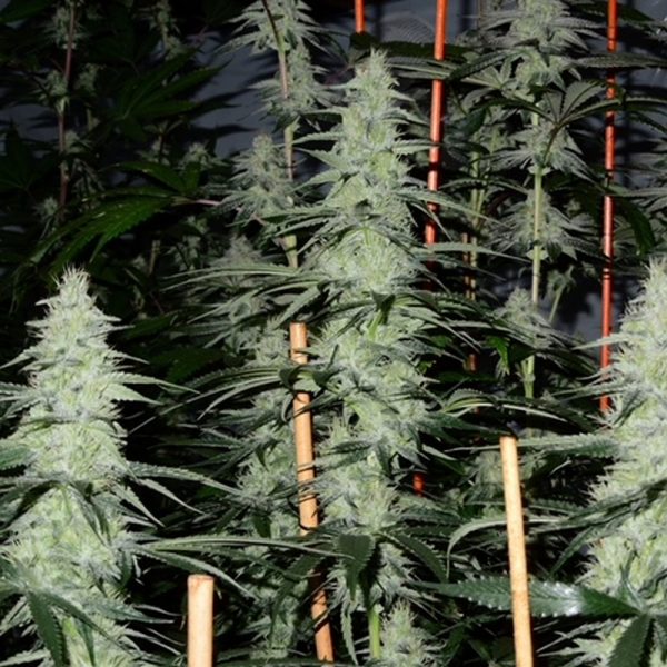 An image of Hammers Kush x Tom Hill Haze