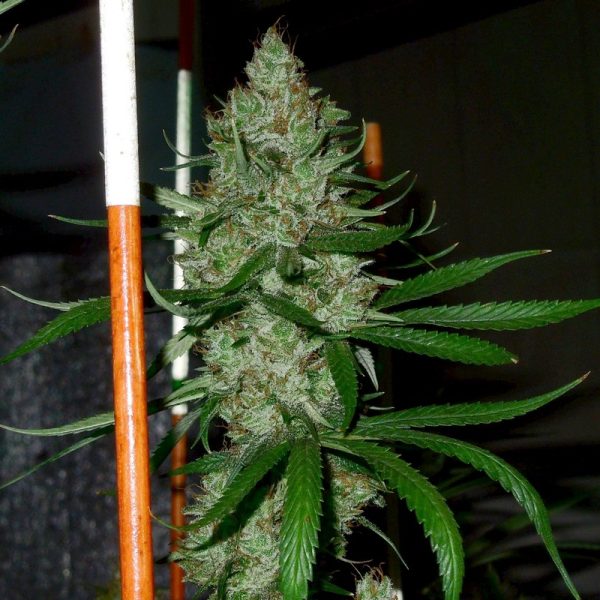An image of Neviles Haze x Original Haze x Appalachian Super Skunk