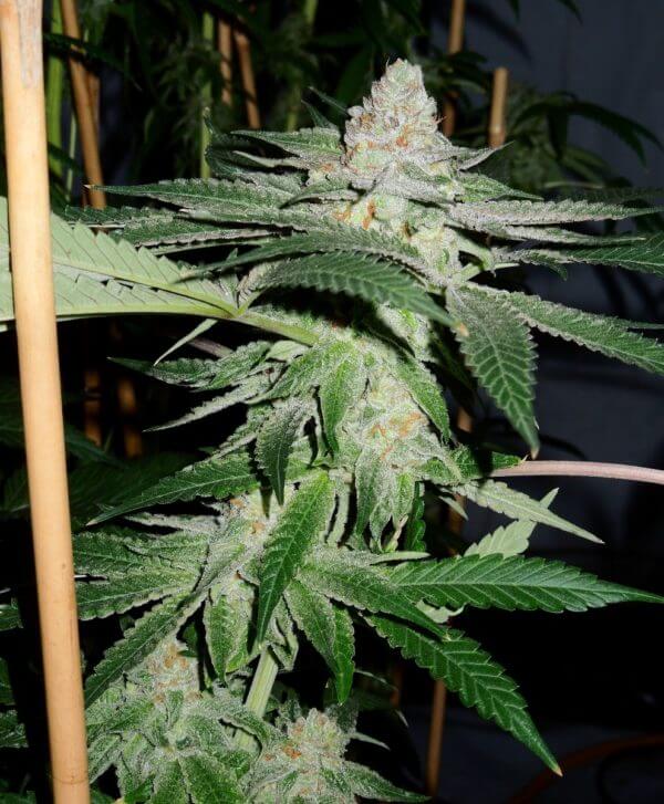 An image of Pink Banana Crush