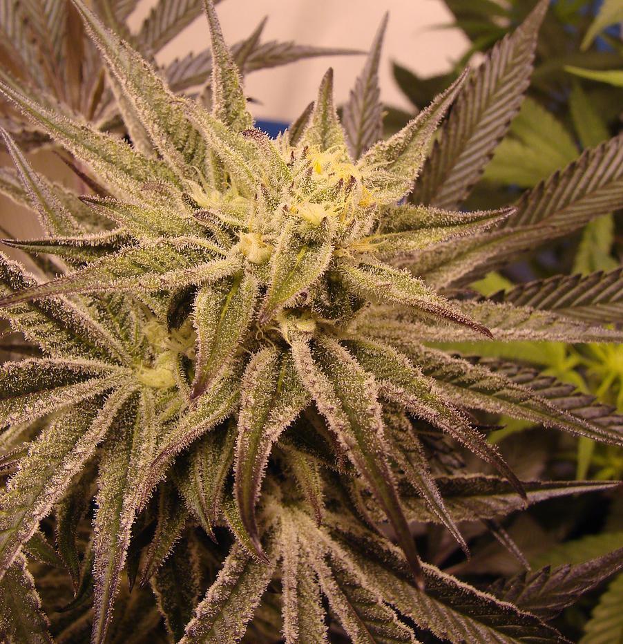 An image of Purple Frostbyte
