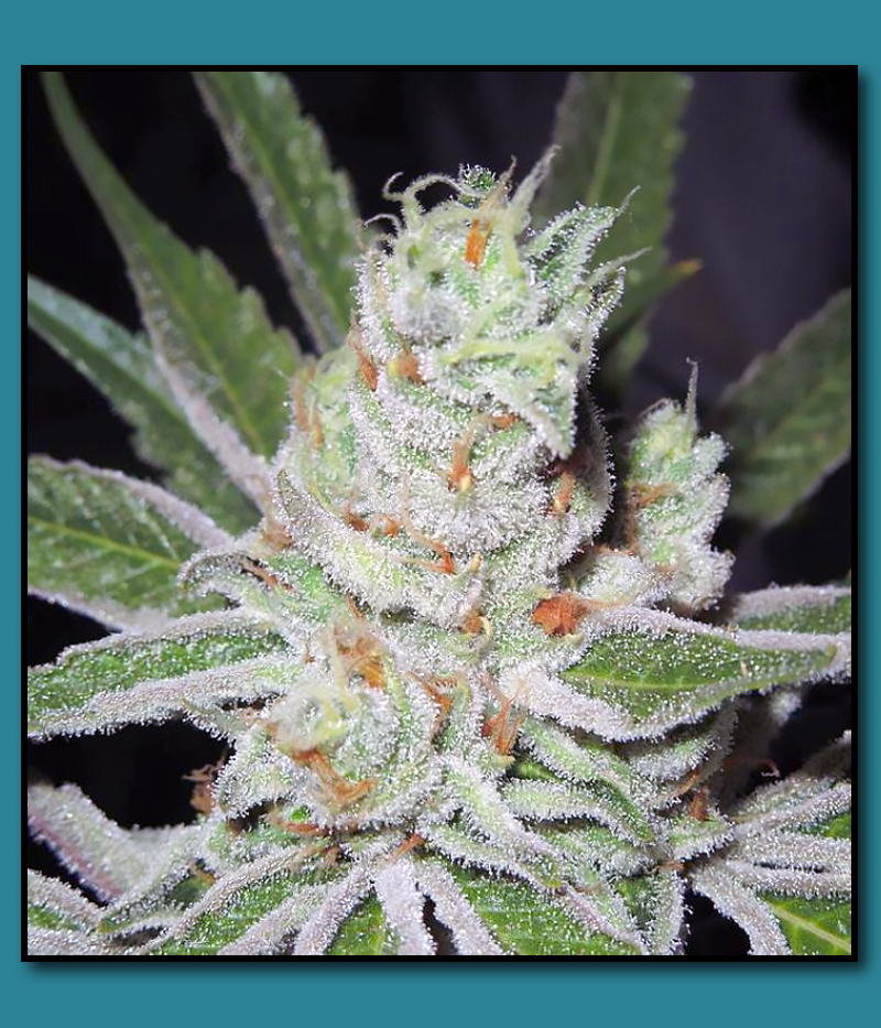 An image of Sour Dubble x Querkle