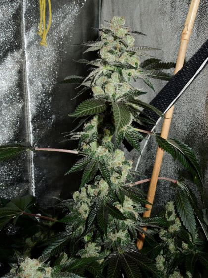 An image of Sour Sunset x FPOG