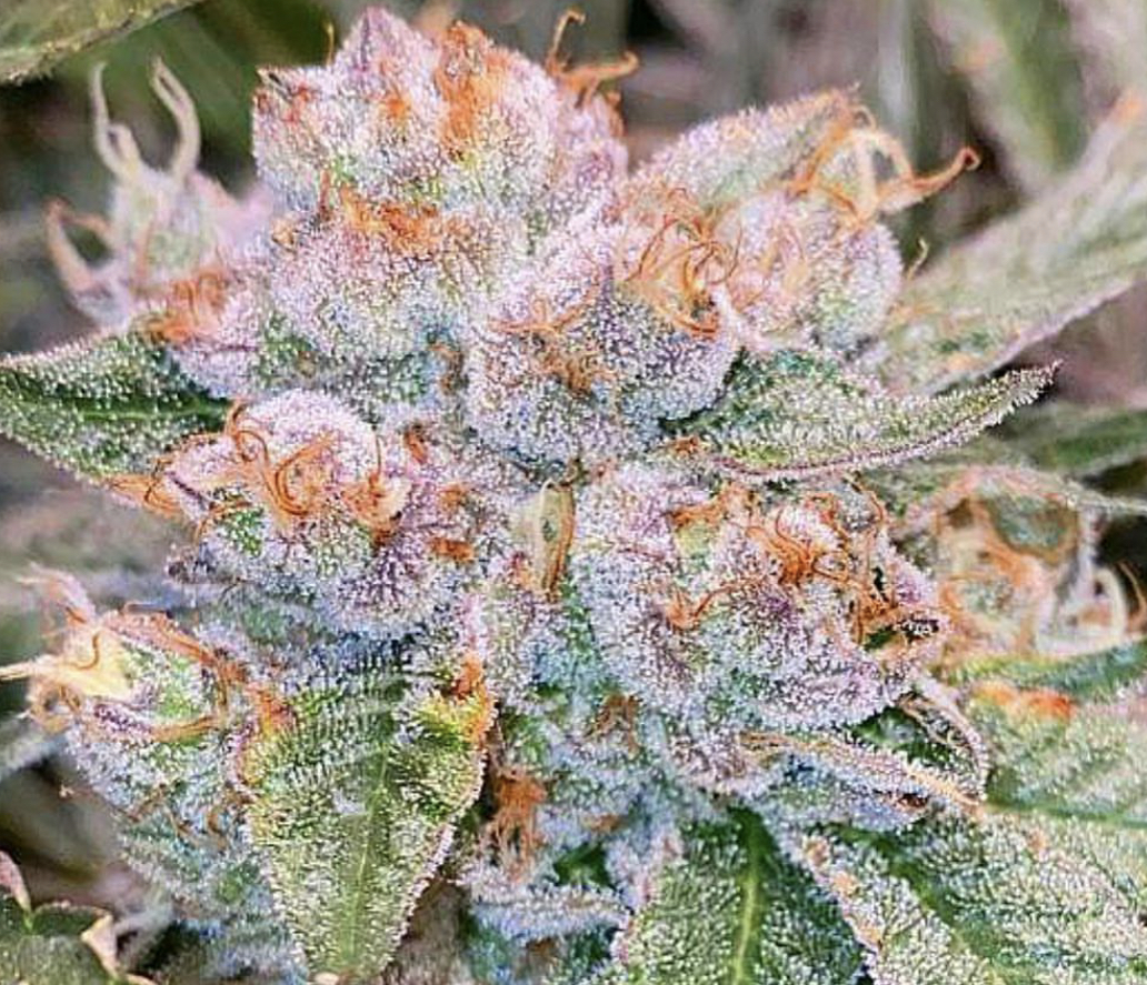 An image of Rhonda's Cookies