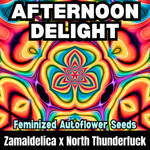 An image of Afternoon Delight
