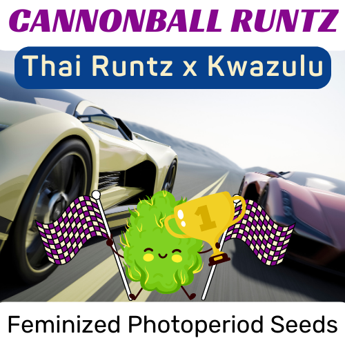 An image of Cannonball Runtz