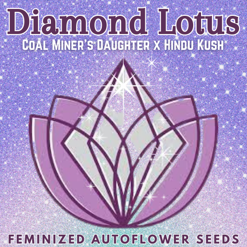An image of Diamond Lotus