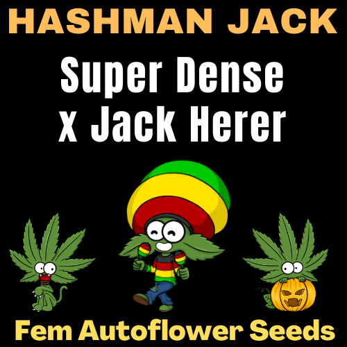 An image of Hashman Jack