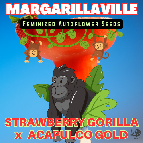 An image of Margarillaville