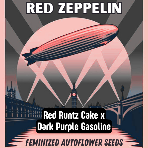 An image of Red Zeppelin