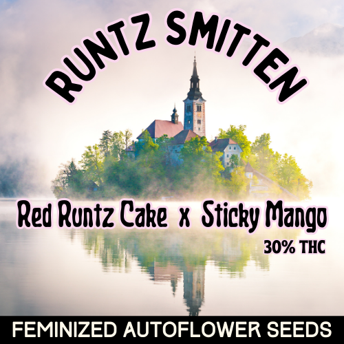 An image of Runtz Smitten