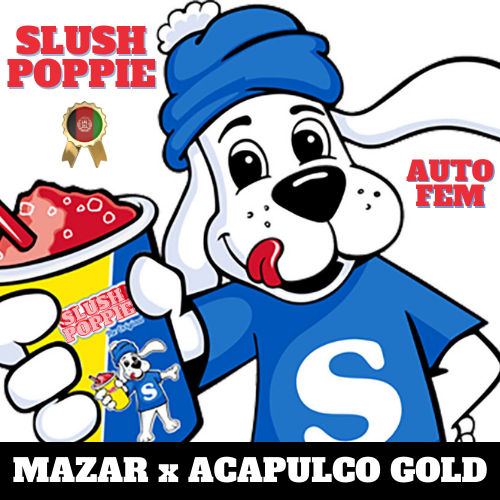 An image of Slush Poppie