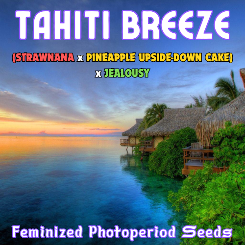 An image of Tahiti Breeze