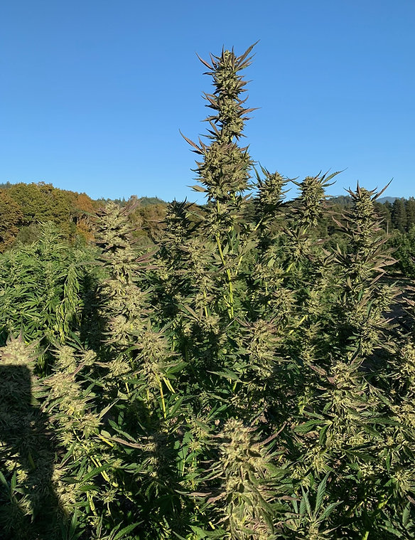 An image of Humboldt OG