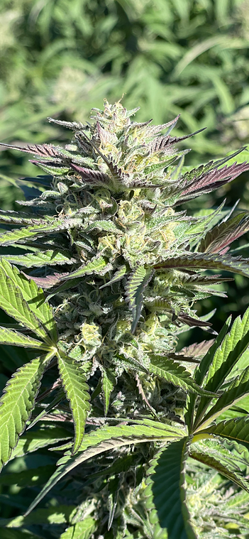 An image of Cherrillicious