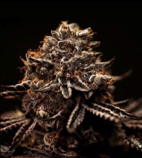 An image of Sunset Sherbert-X
