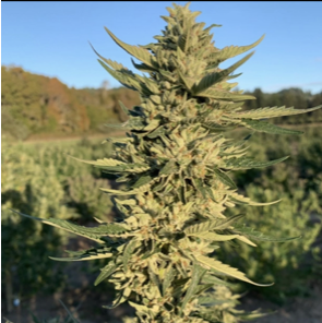An image of Triple OG