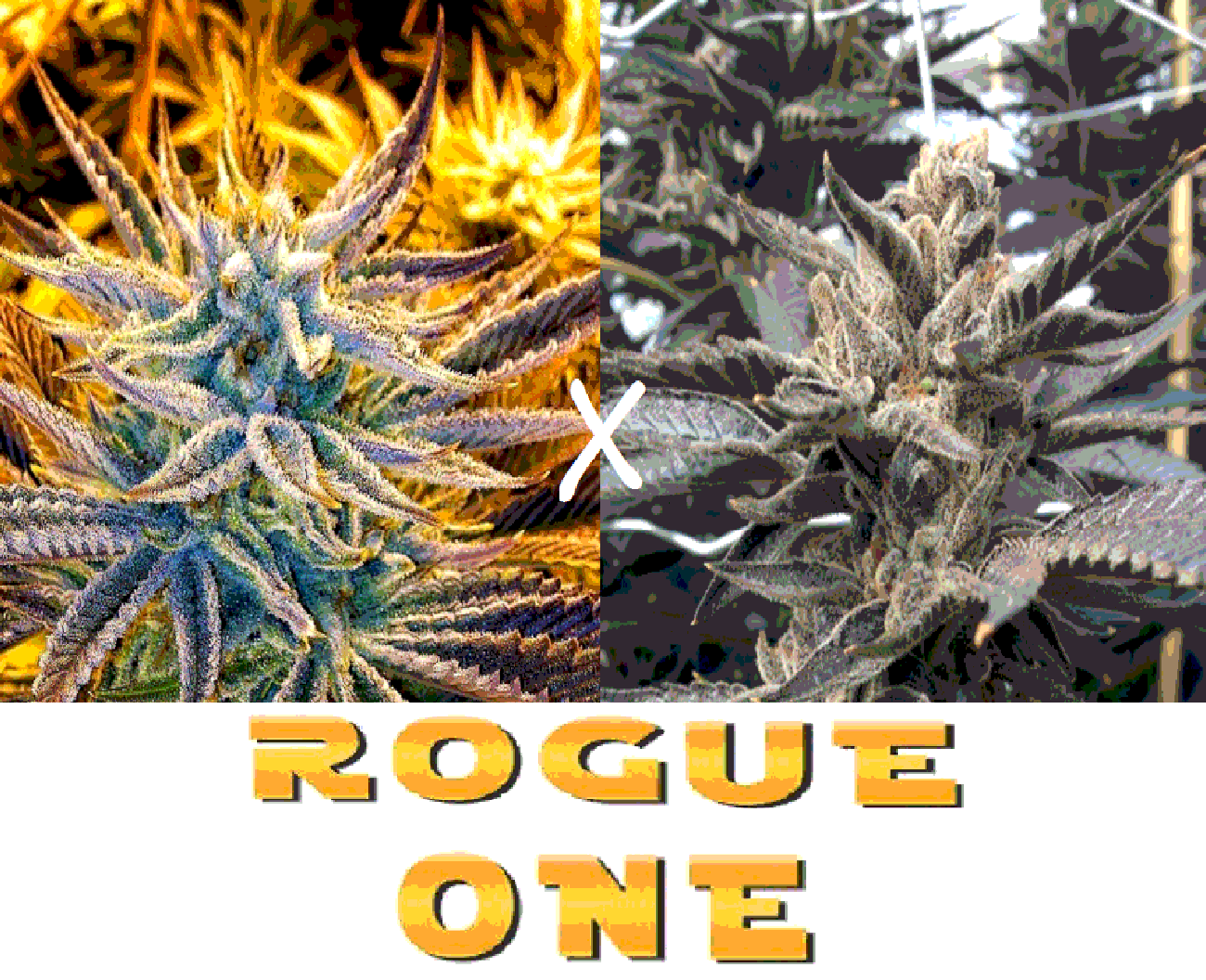 An image of Rogue One