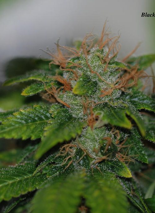 An image of Black Domina x Sour Bubble
