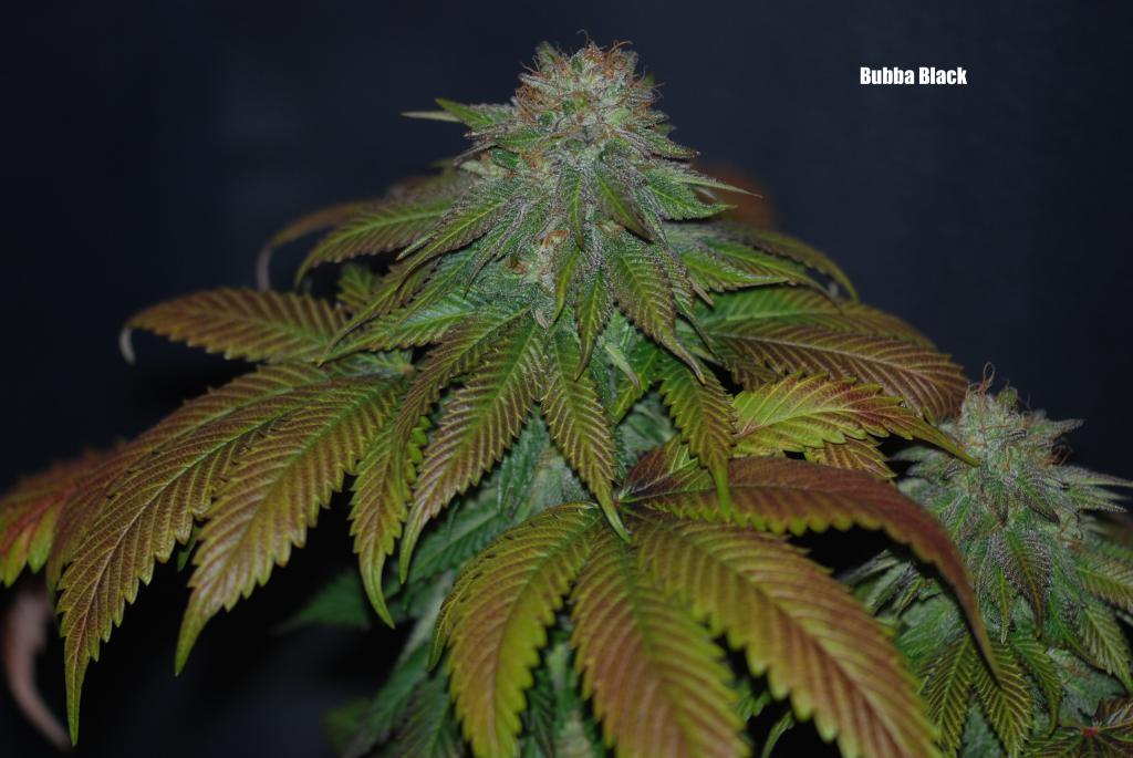 An image of Bubba Black