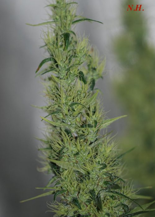 An image of Neville’s Haze x Sour Bubble