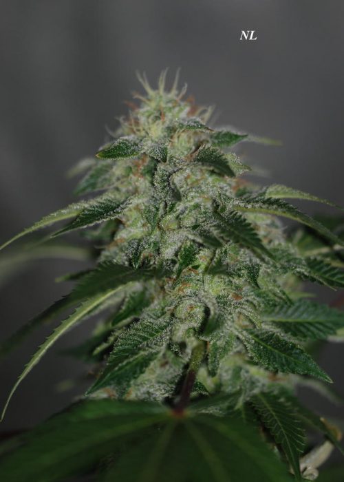 An image of Northern Lights x Sour Bubble