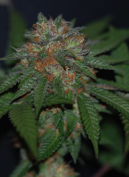 An image of Sour Bubble