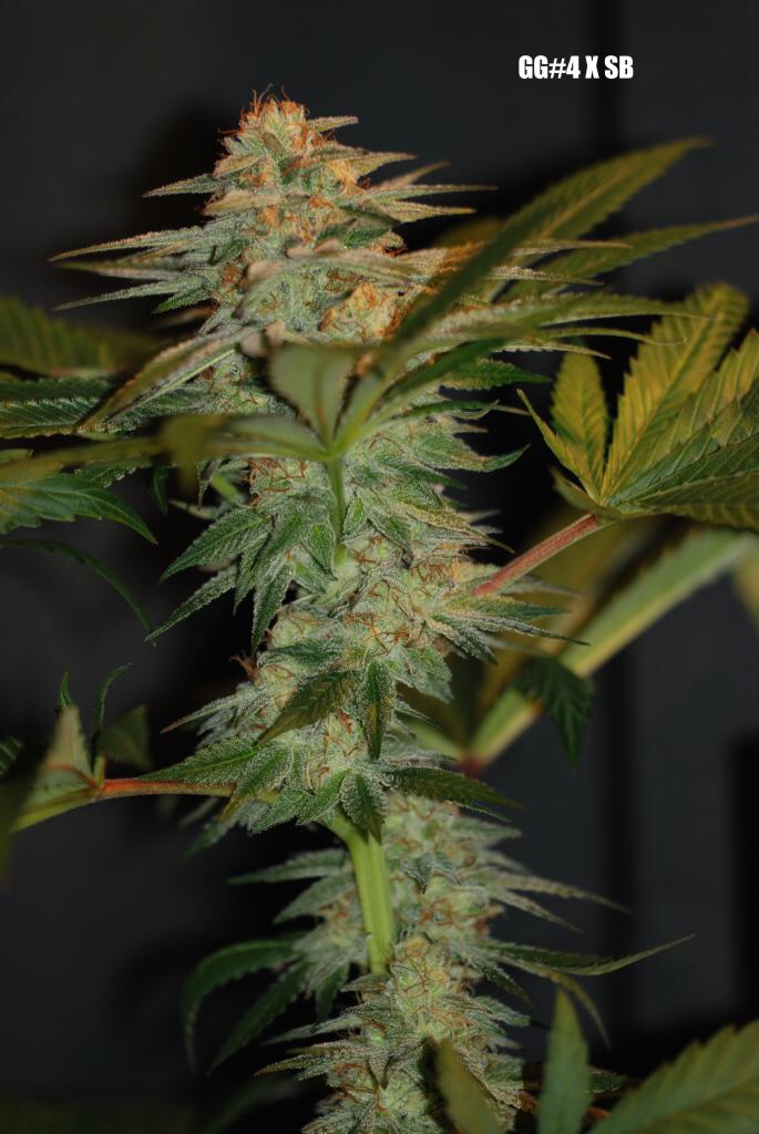 An image of The Silverback