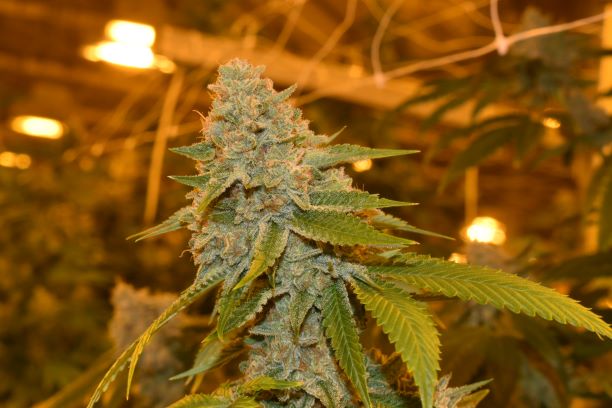 An image of Melon Cookies