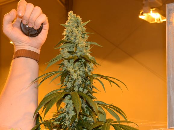 An image of SourTangie Bx