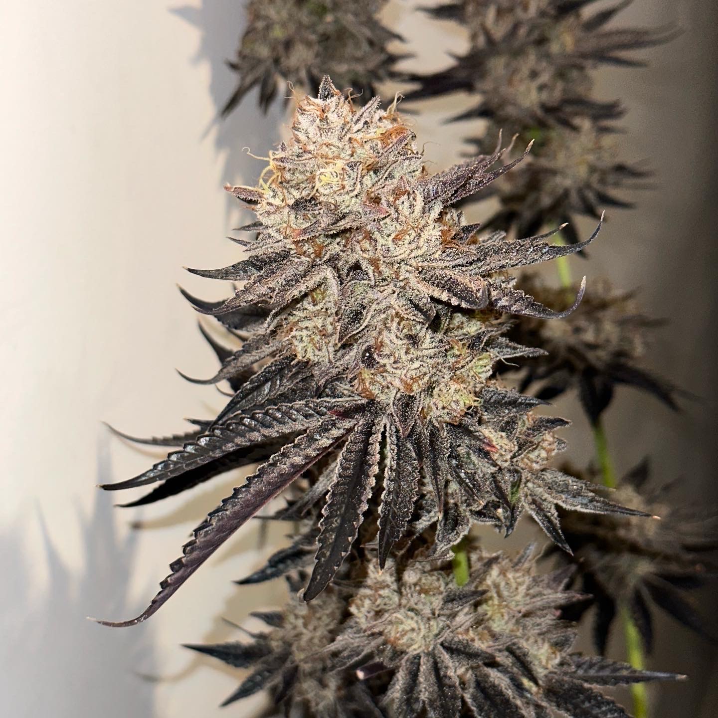 An image of Purple Pop
