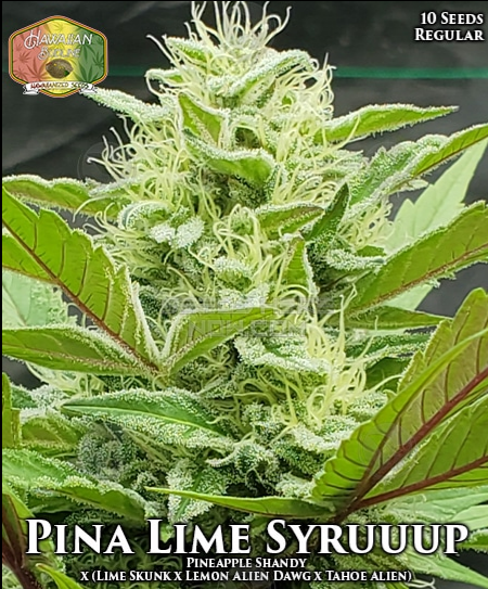 An image of Pina Lime Syruuup