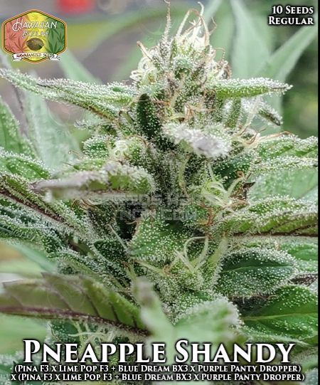 An image of Pineapple Shandy