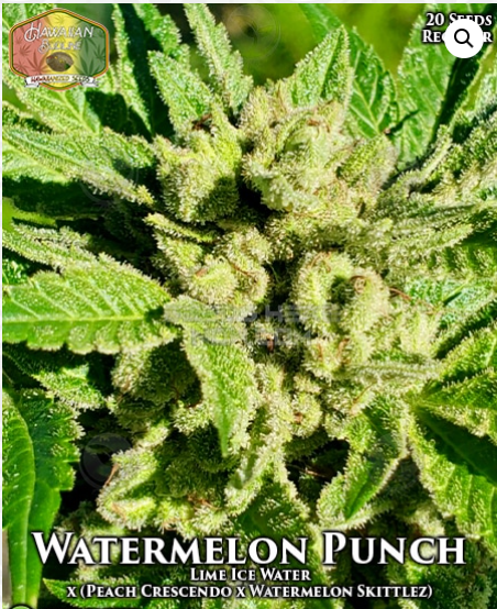 An image of Watermelon Punch