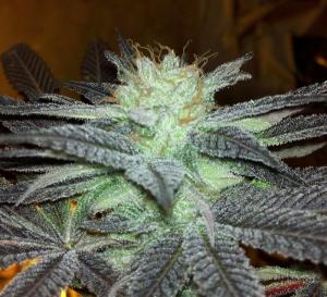 An image of Fugu Kush