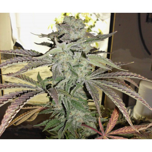 An image of Grape 13