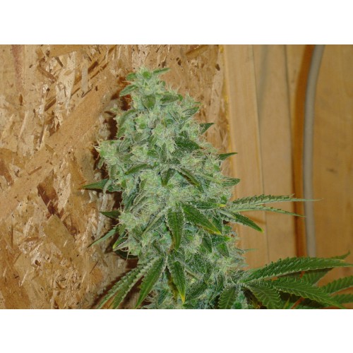 An image of Lemon Stomper