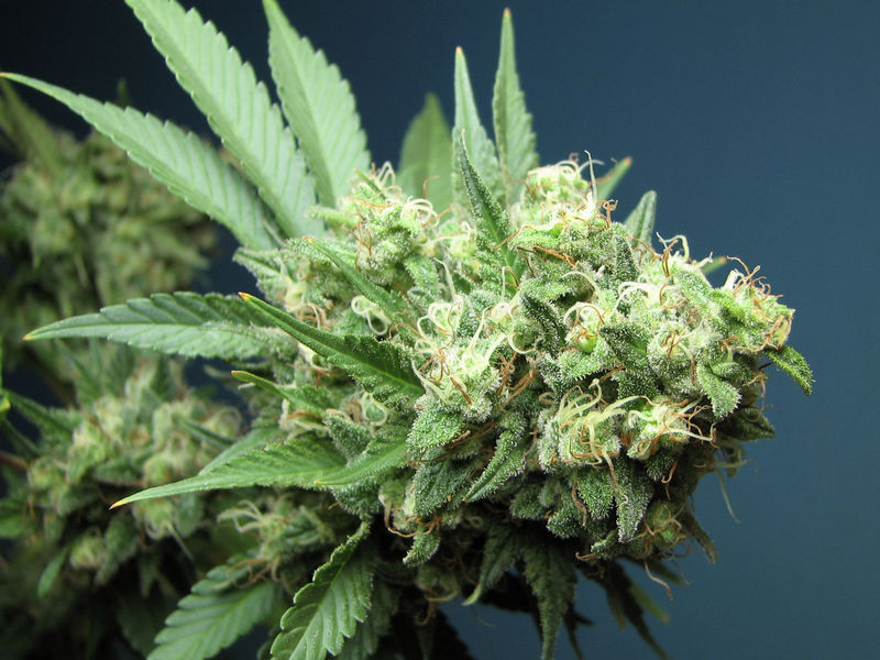 An image of Casey Jones