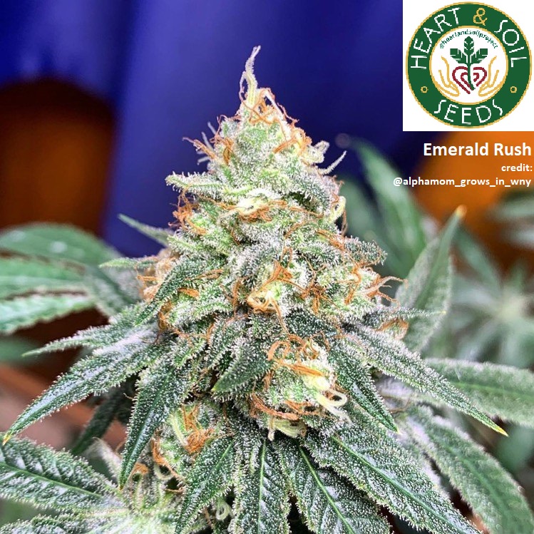 An image of Emerald Rush
