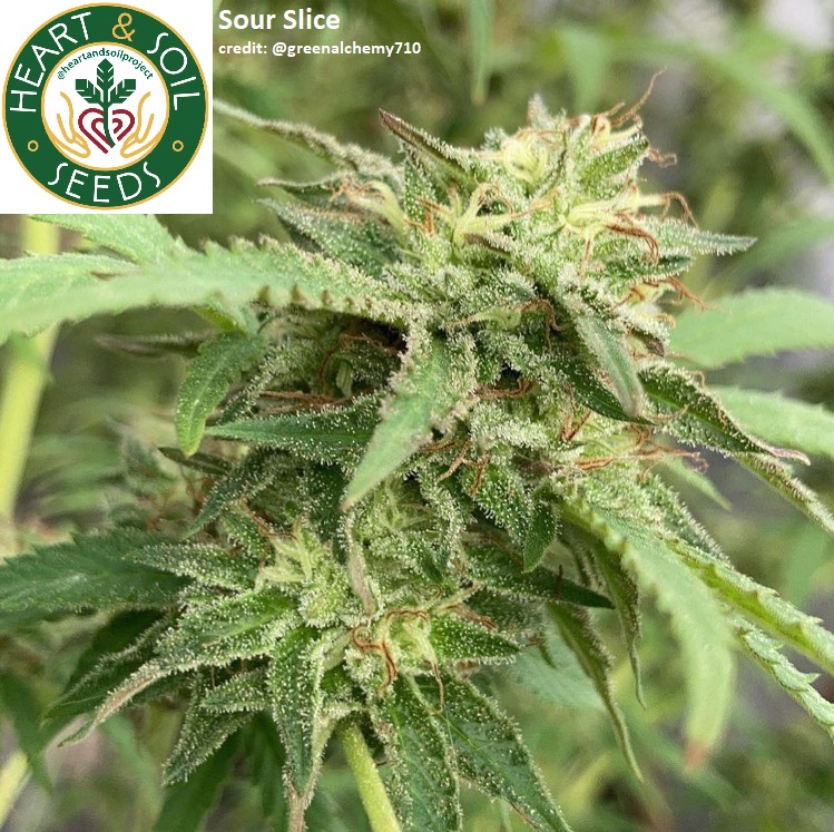 An image of Sour Slice