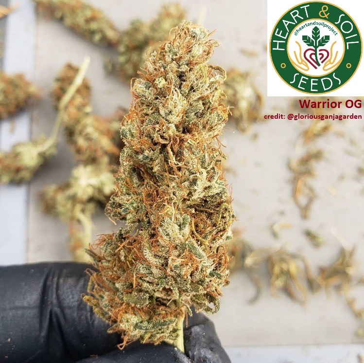 An image of Warrior OG