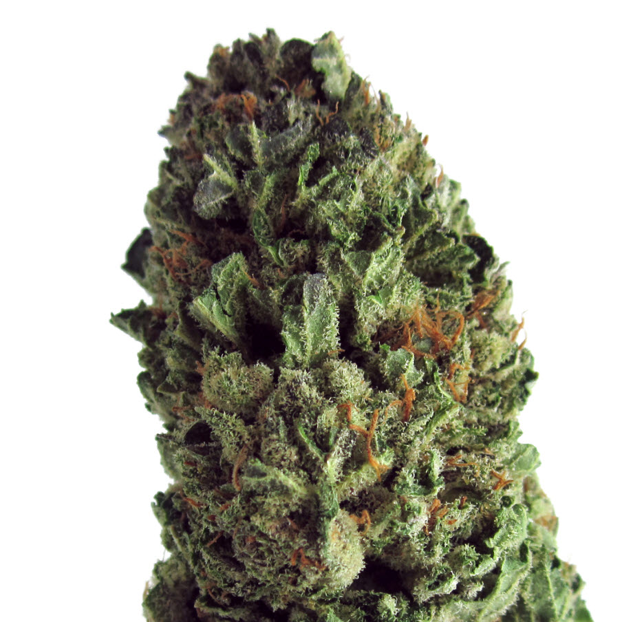 An image of Budzilla