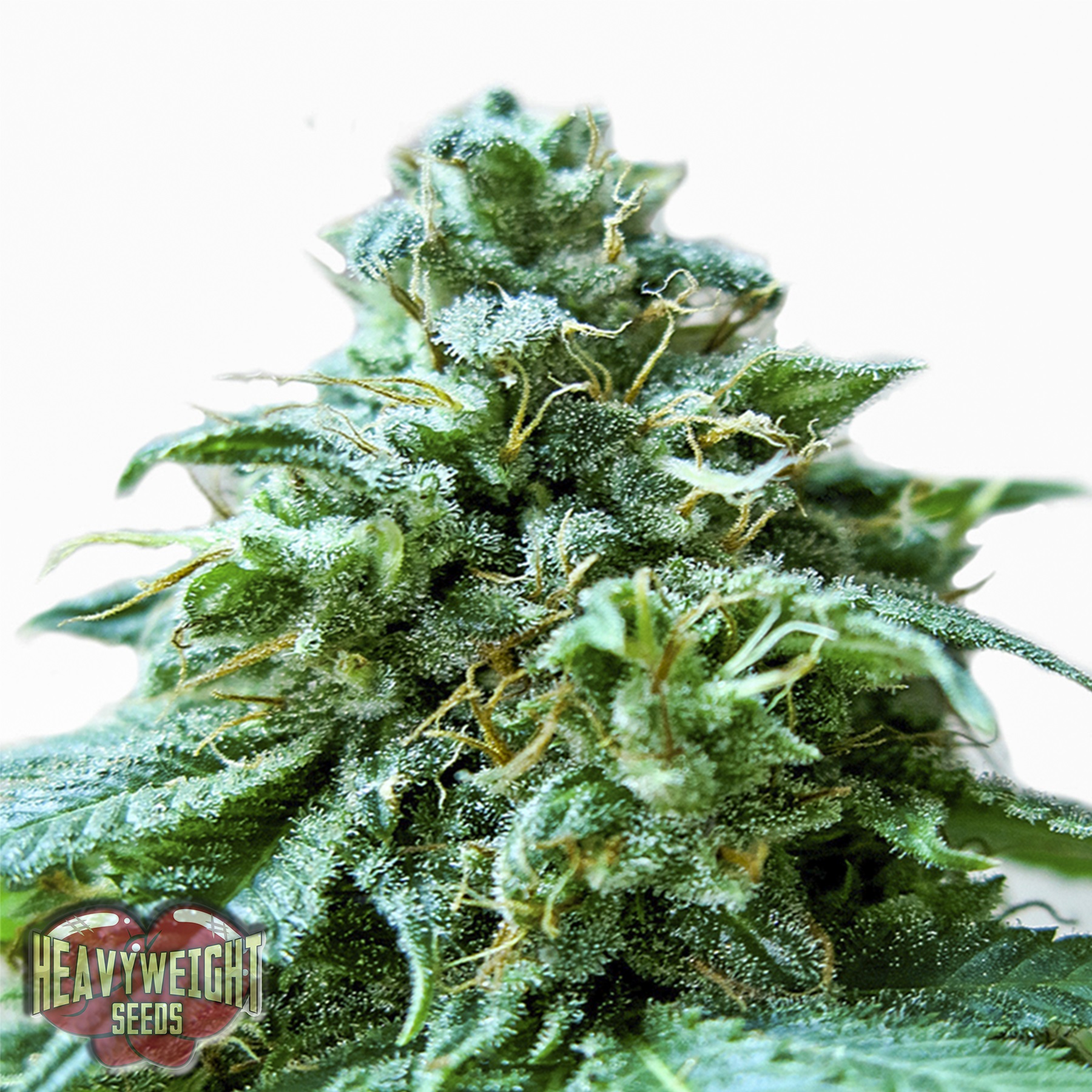 An image of Superb OG