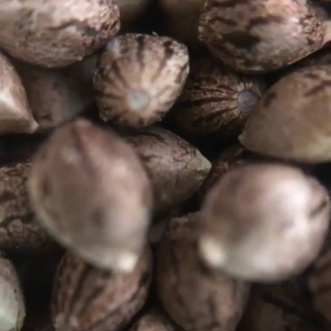 An image of Grape Berry Hash Plant #12