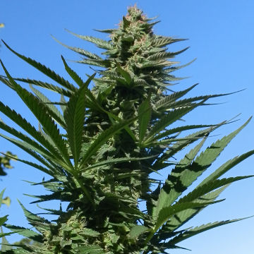 An image of Erdbeer x Purpurea 09