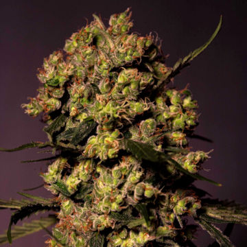 An image of Gelato 45