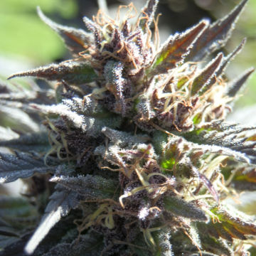An image of Purpurea 09