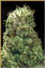 An image of Alpha Bud