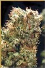 An image of Skunk 1